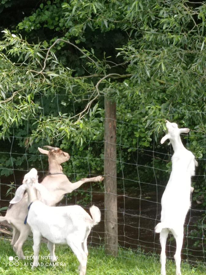 Agroturystyka,, Ranczo Kruszynki" Stronie Śląskie エクステリア 写真