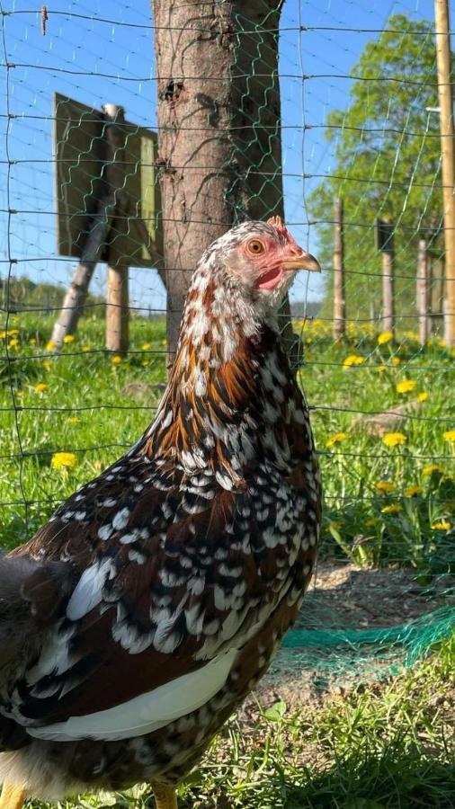 Agroturystyka,, Ranczo Kruszynki" Stronie Śląskie エクステリア 写真